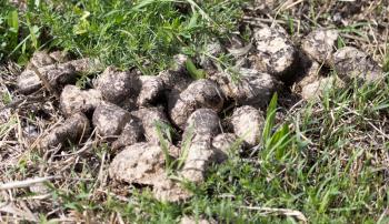 horse droppings on the grass