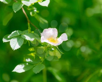 beautiful white flowers in nature