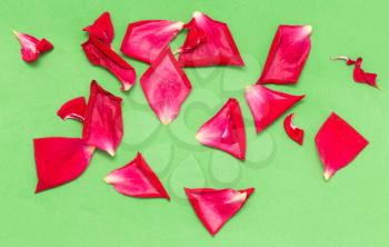 red rose petals on a green background