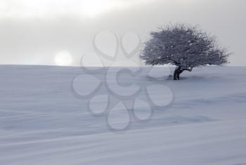 tree in the snow at dawn sun