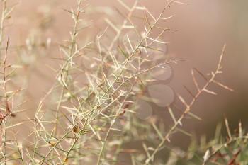 dry thorn in nature