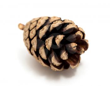 cedar pine cone isolated on white background