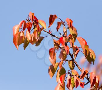 red leaves on a tree in autumn