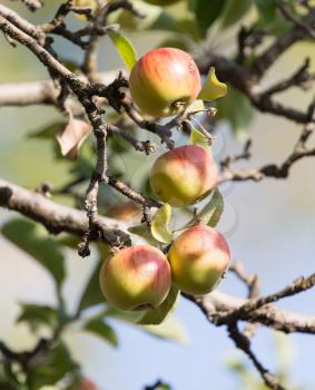 ripe apples on the tree in nature