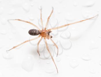 Spider on a white background with water drops