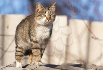 cat on the roof of a house on nature