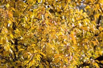 yellow leaves on the tree in autumn