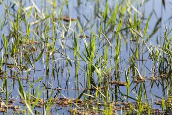 reeds on the water in the lake in nature