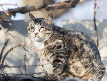 cat on the roof of a house on nature