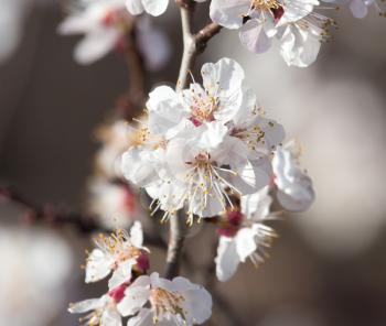 flowers on the tree in nature