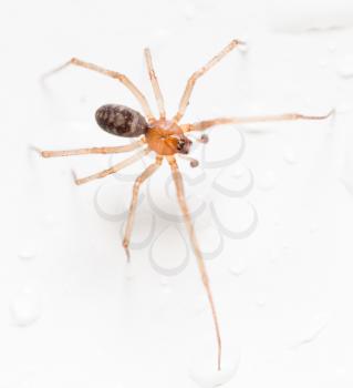 Spider on a white background with water drops