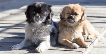 Two dogs on the nature