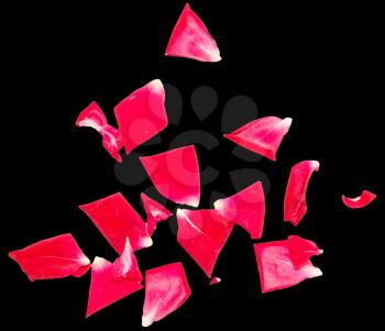 rose petals on a black background