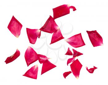 rose petals on white background