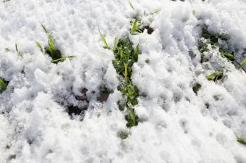 snow on the green grass