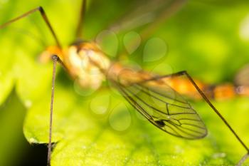 the wing of a mosquito. close