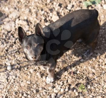 portrait of a black dog on the nature