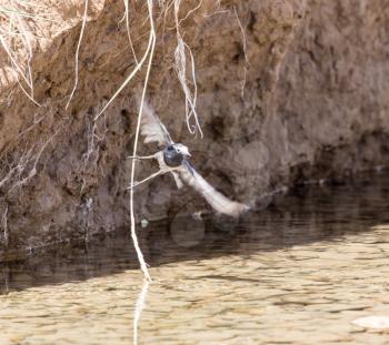 Swallow in flight