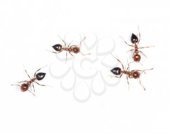 ants on a white wall. macro