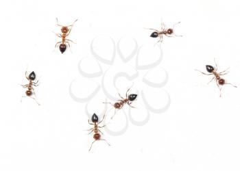 ants on a white wall. macro