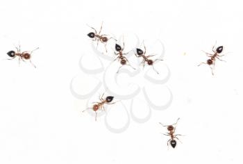 ants on a white wall. macro