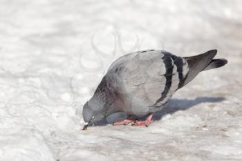 dove in the snow on the nature