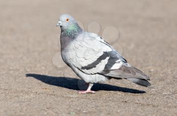 portrait of pigeon on nature