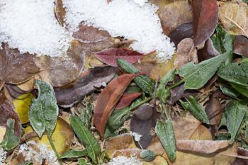 sorrel leaves in the snow