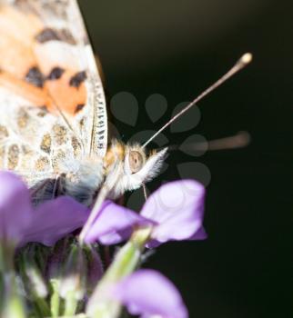 butterfly in nature