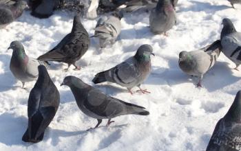 flock of pigeons on snow outdoors