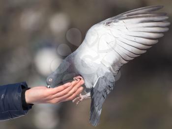 Pigeon on the hand on nature