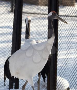 Heron in the zoo in winter