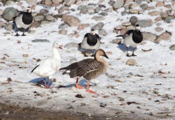 duck on snow in winter