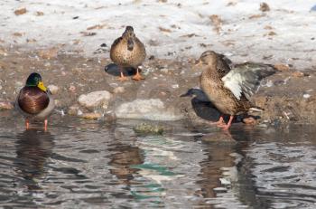 ducks in a lake in nature