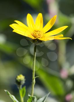 beautiful yellow flower in nature