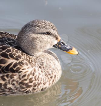 duck in the lake in nature