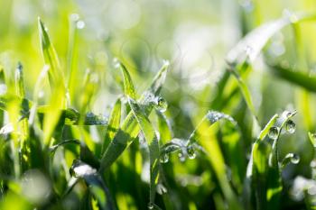 drops of dew on the green grass