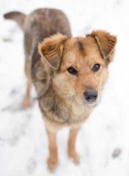 dog portrait outdoors in winter