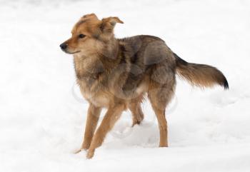 dog portrait outdoors in winter