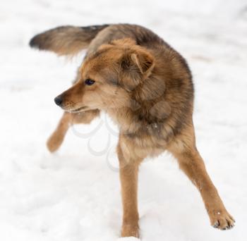 dog running outdoors in winter