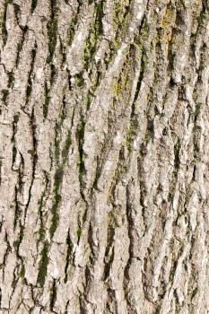 background of tree bark in nature