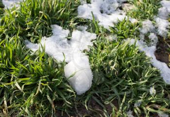 snow on the green grass