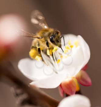 bee on a flower in the nature. macro