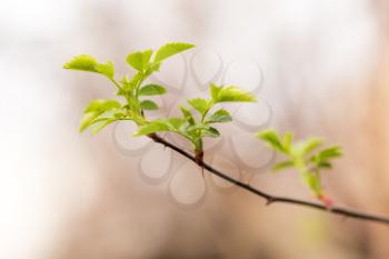 young leaves on the branch in nature