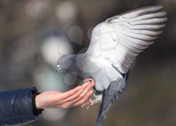 Pigeon on the hand on nature