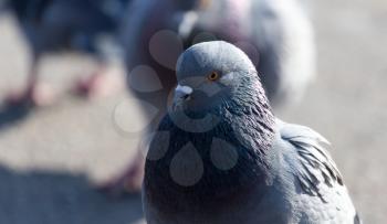 portrait of pigeon on nature