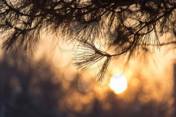 conifer tree at sunset in nature