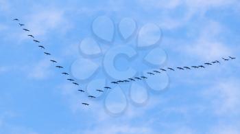 flock of swans flying against a blue sky in the south