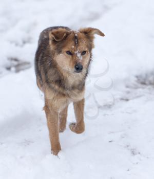 dog running outdoors in winter