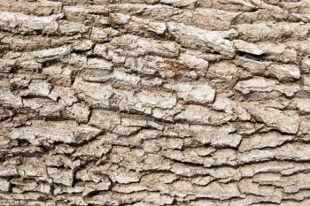 background of tree bark in nature